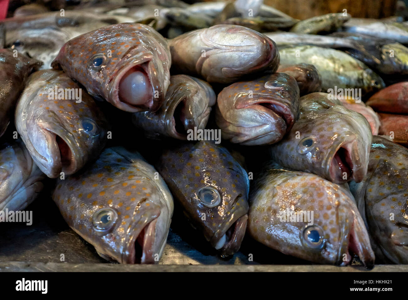 Daily catch of fresh fish on sale at a Thailand food market stall