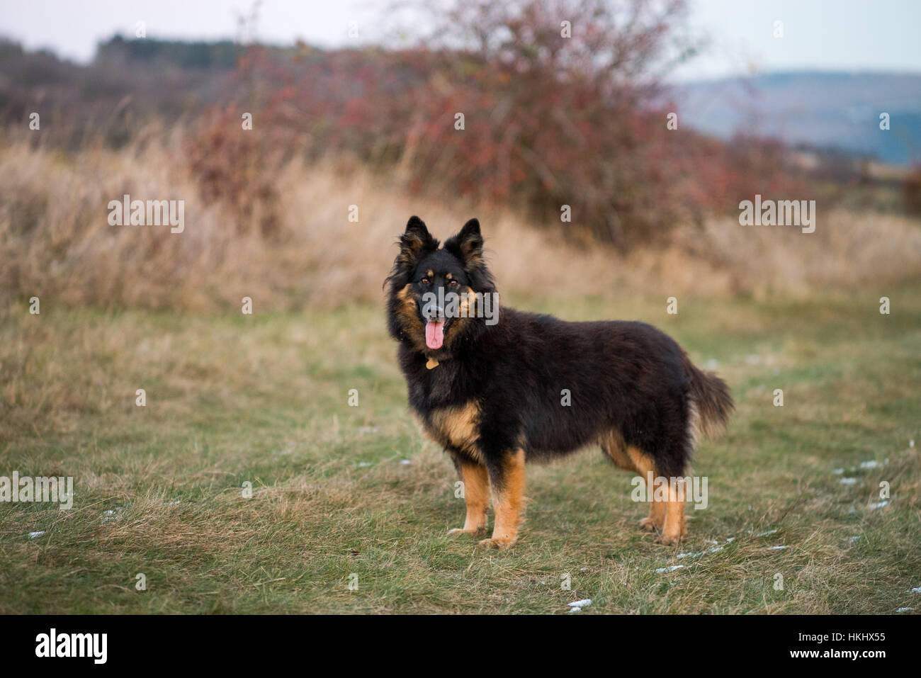 Chodsky pes Stock Photo