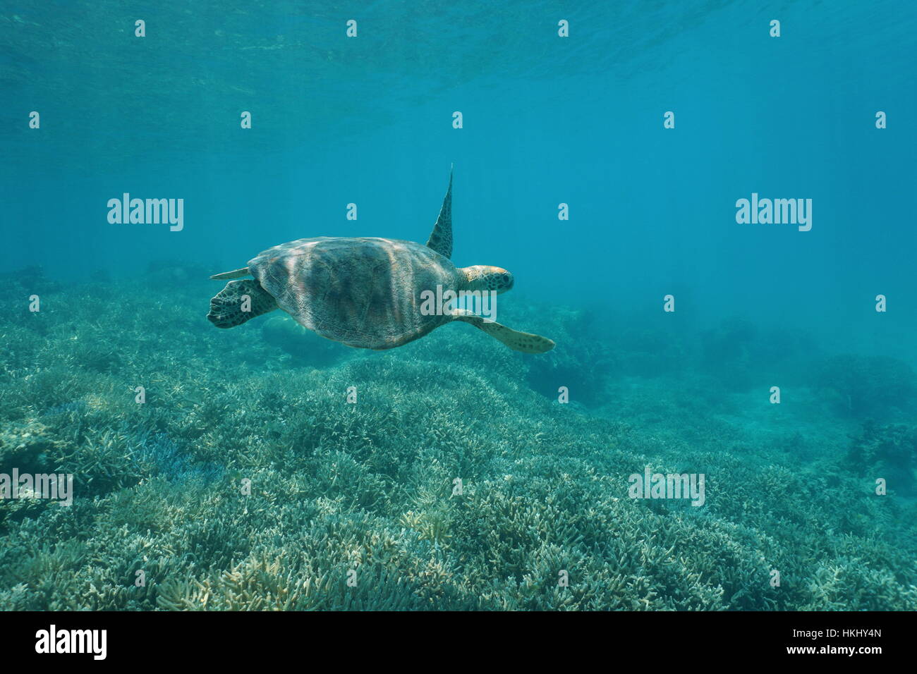 Green sea turtle underwater, Chelonia mydas, swimming over a coral reef, New Caledonia, south Pacific ocean Stock Photo