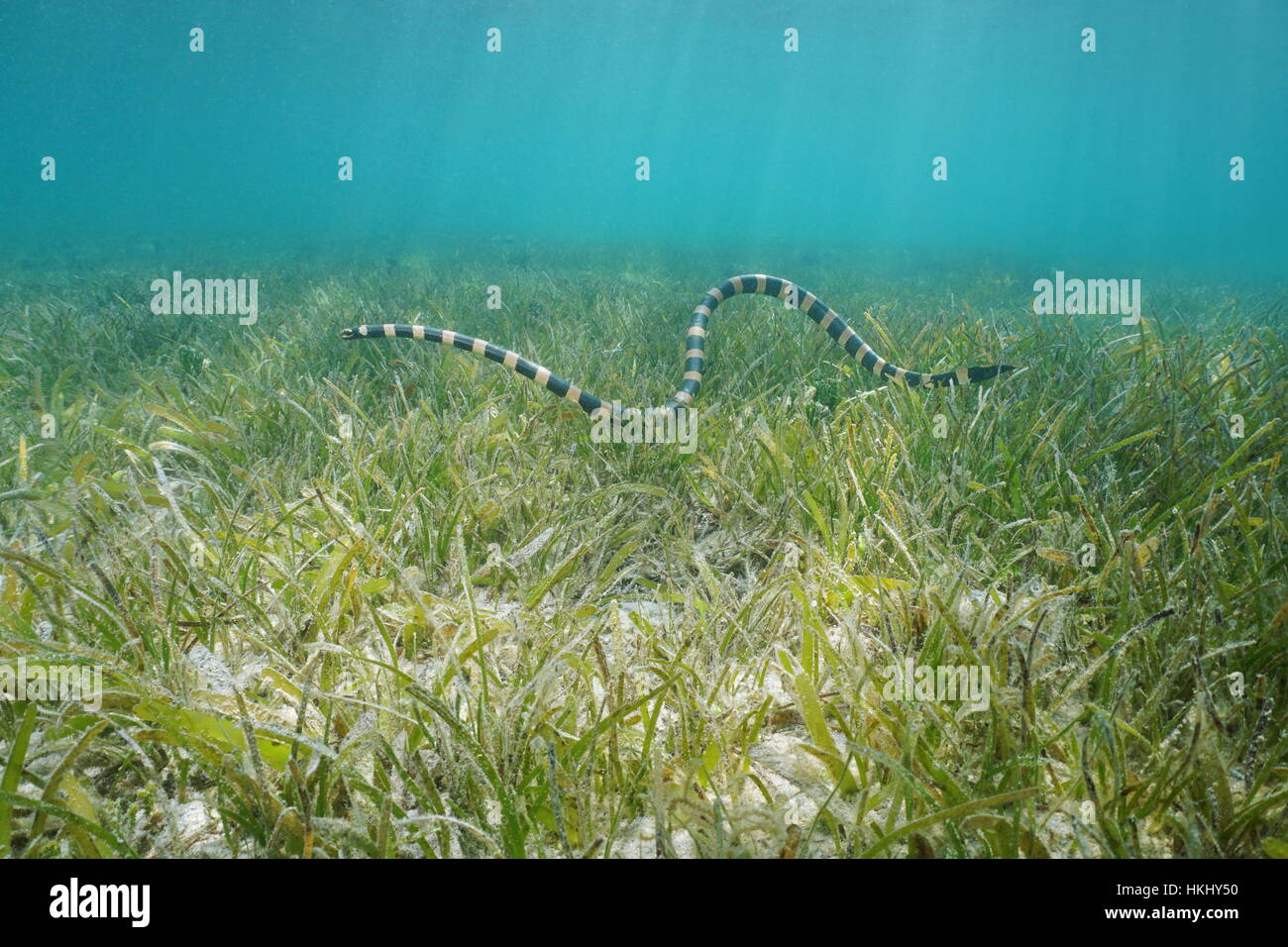 Sea snake underwater, banded sea krait, Laticauda colubrina, hunting on a grassy seabed, south Pacific ocean, New Caledonia Stock Photo