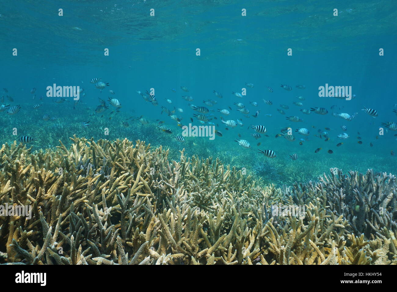 Underwater coral reef with a school of fish (mostly sergeant damselfish) over staghorn corals, south Pacific ocean, New Caledonia Stock Photo