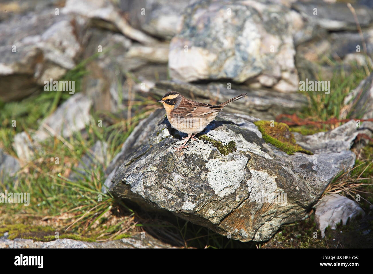 Siberian Accentor (Prunella montanella), the first British record of this species, Shetland, Scotland, UK. Stock Photo