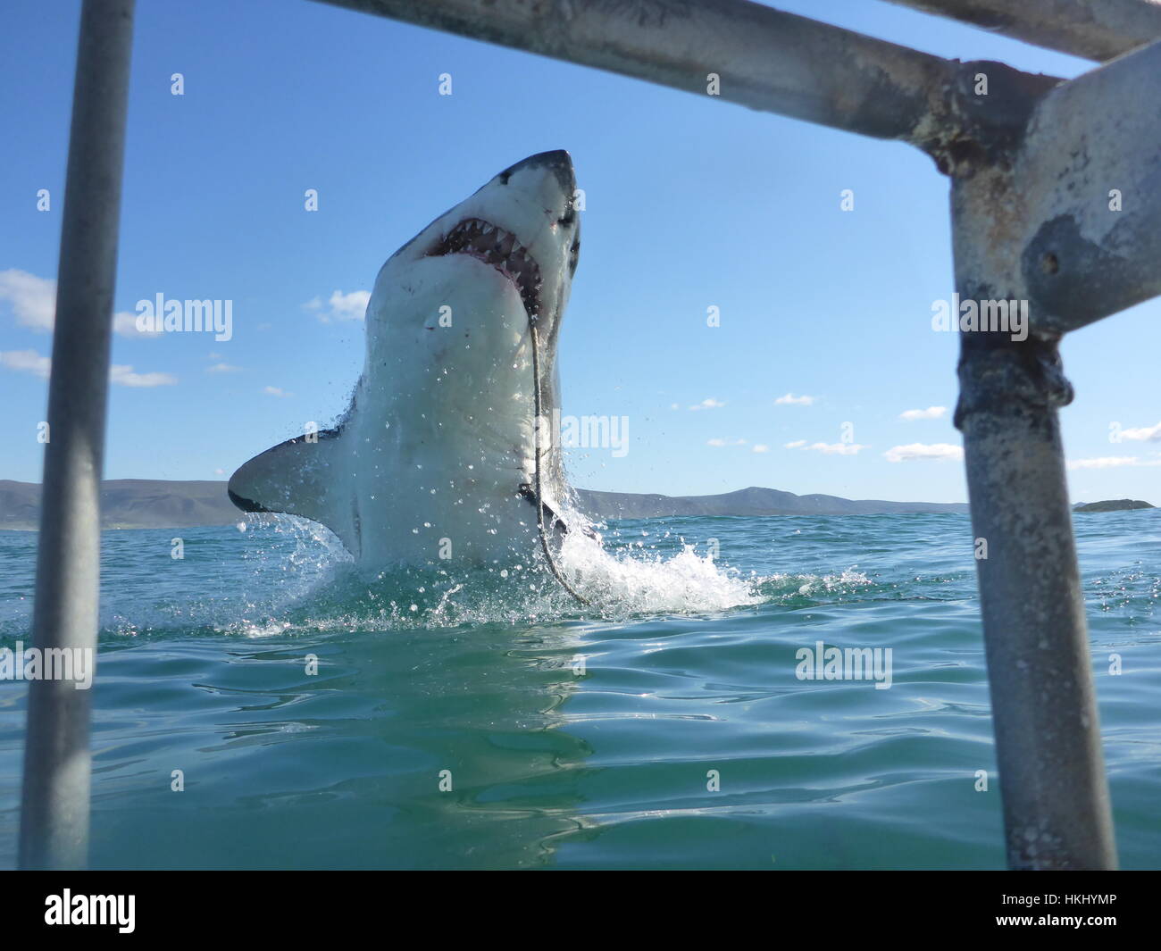 A shark jumping out of the water - seen from a shark cage Stock Photo