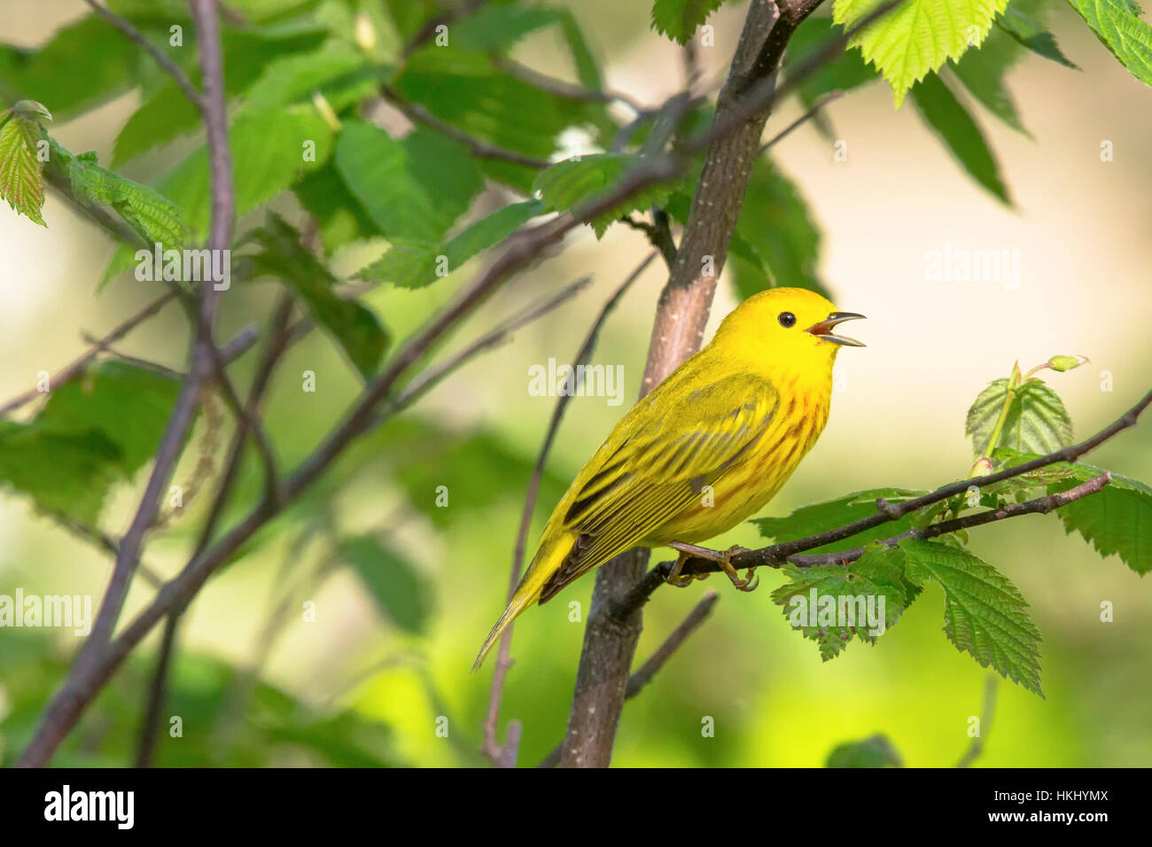 Yellow Warbler - Male Stock Photo