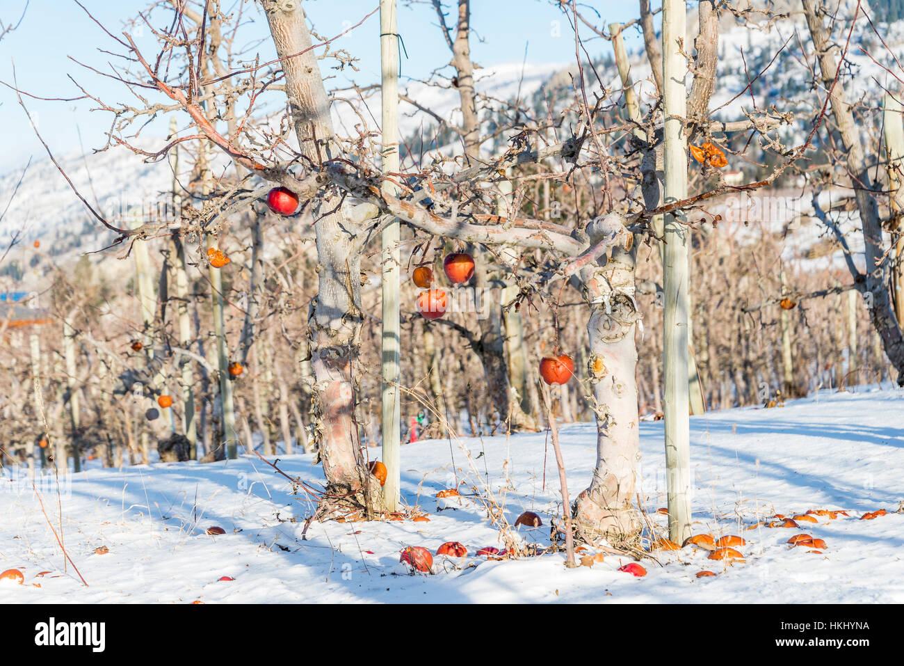 Naramata Bench High Resolution Stock Photography and Images - Alamy