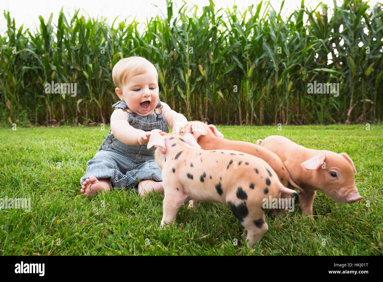 Infant boy playing with young pigs on a farm in Northeast Iowa; Iowa