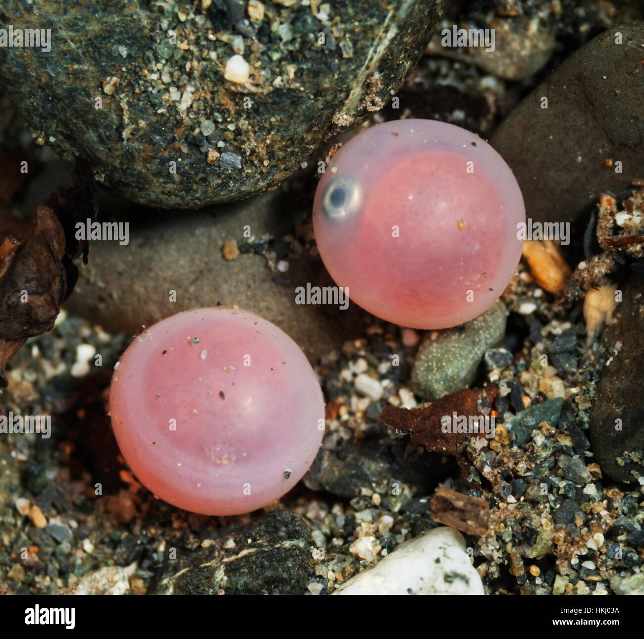 Salmon eggs underwater hi-res stock photography and images - Alamy