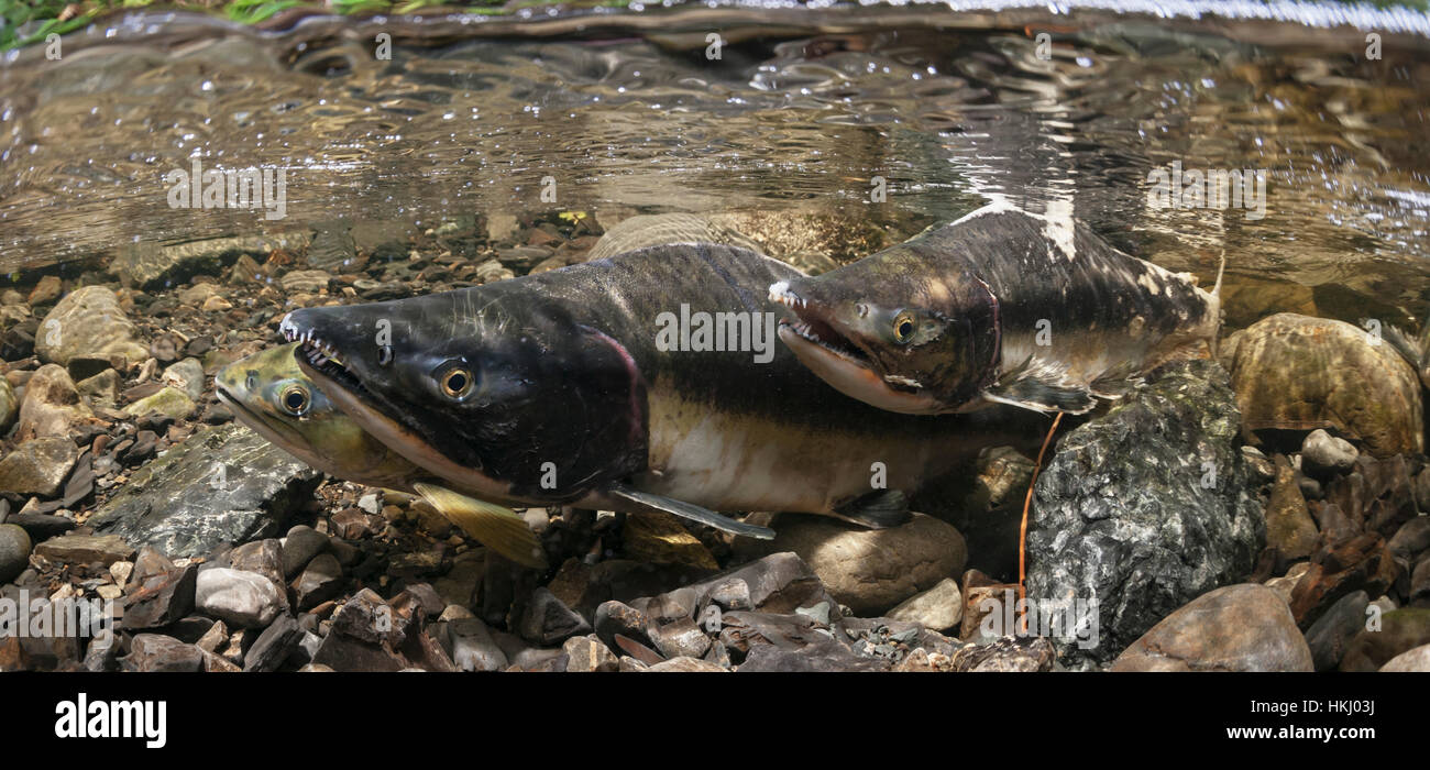 Underwater view of a sockeye salmon (Oncorhynchus nerka) spawning pair and a challenger male in Eccles Creek near Cordova, Alaska in the summer Stock Photo
