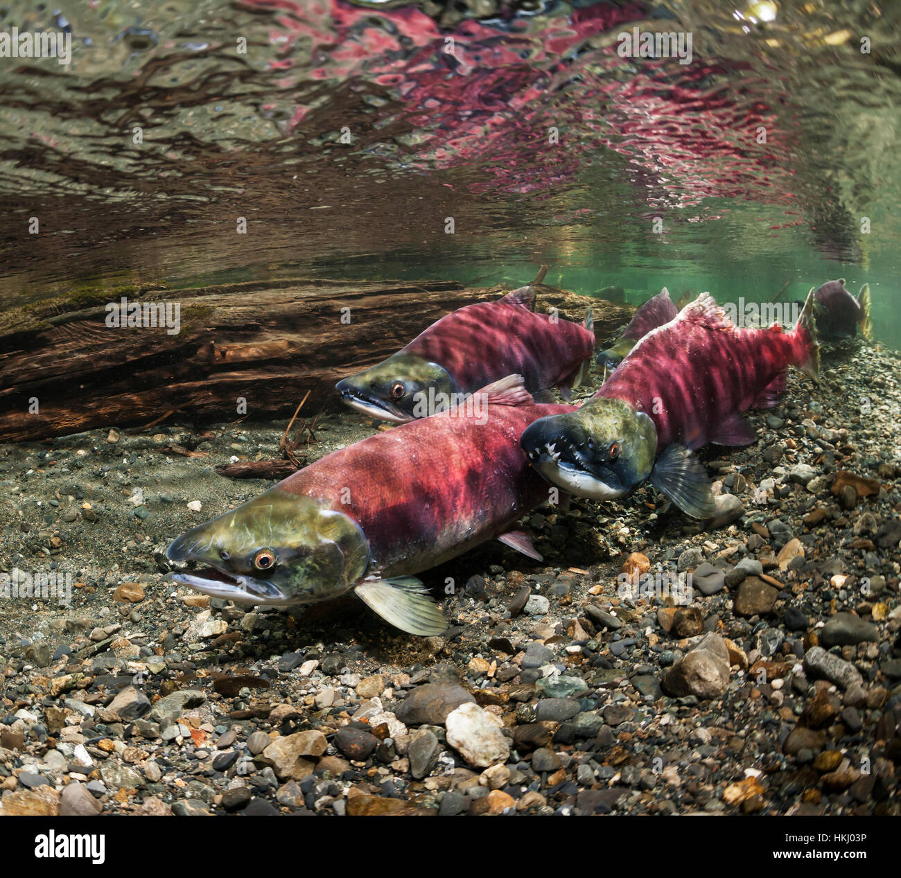 Underwater view of a sockeye salmon (Oncorhynchus nerka) spawning pair and a sneaker male in Power Creek near Cordova, Alaska in the summer Stock Photo