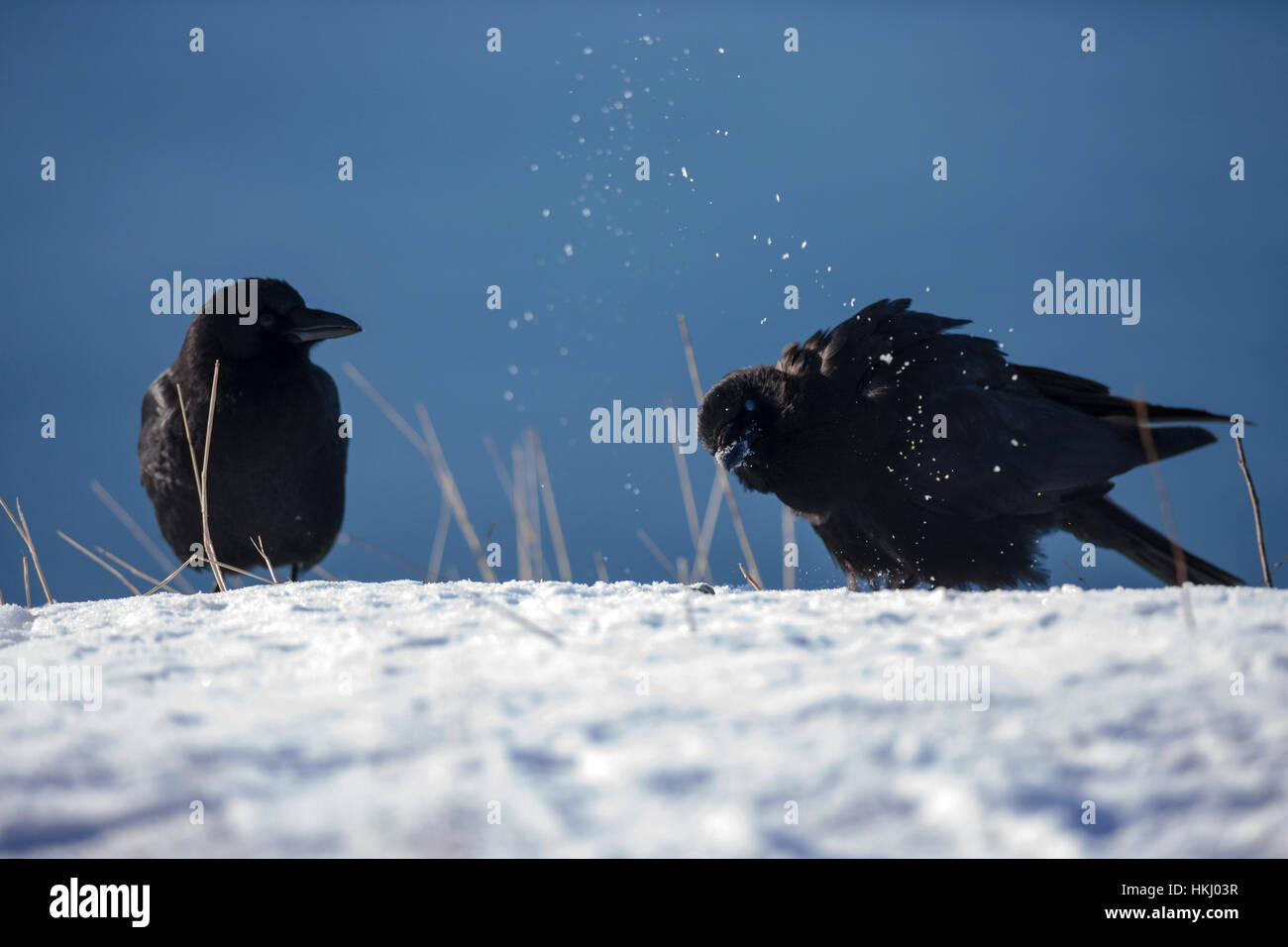 Crow asia hi-res stock photography and images - Alamy