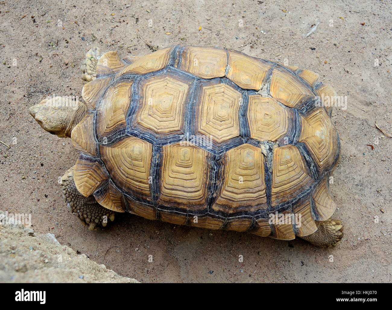 Crawling animals hi-res stock photography and images - Alamy Crawling animals hi-res stock photography and images - Alamy