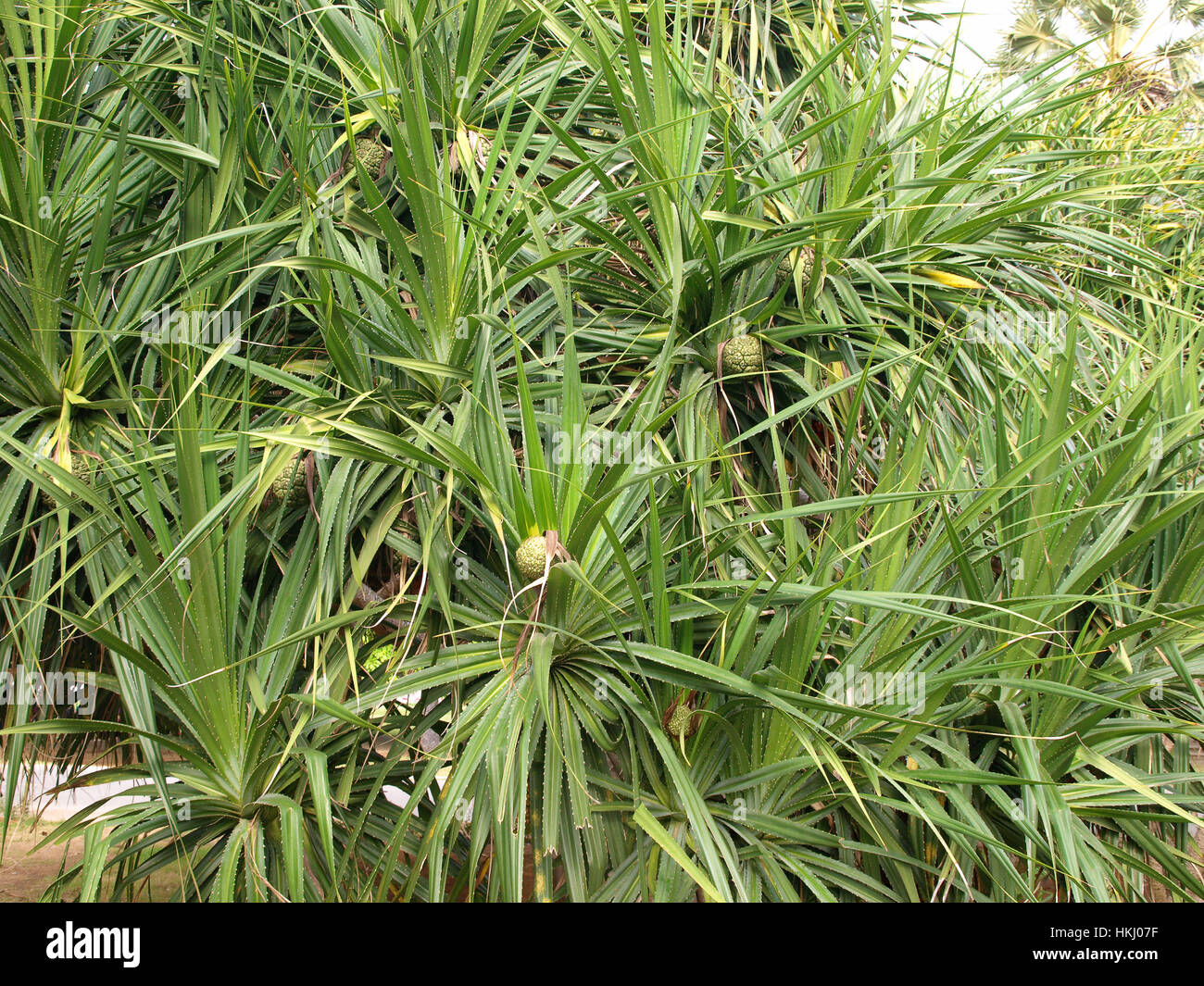 Pandanus trees are also known as Screw Pine grow in mangrove forest and