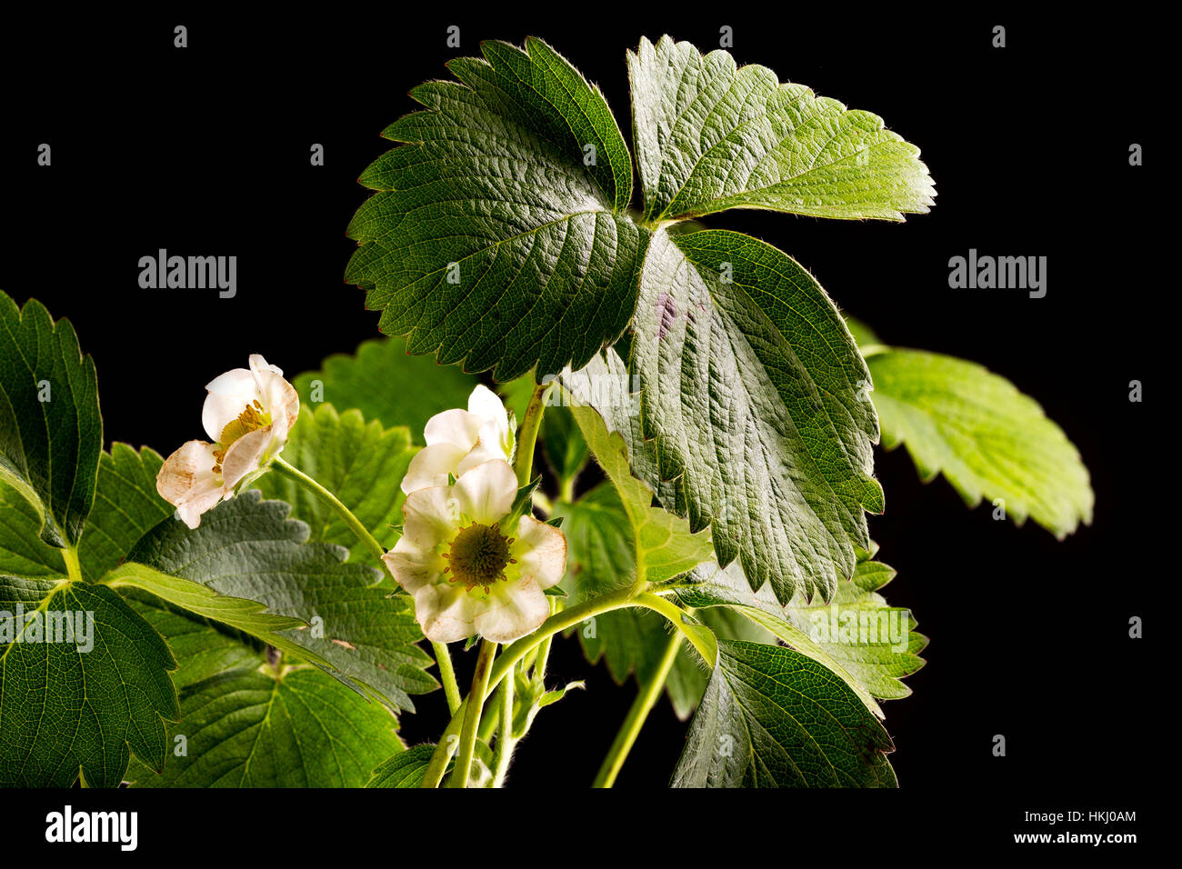 Close up of a flowering strawberry plant on a black background; Calgary ...