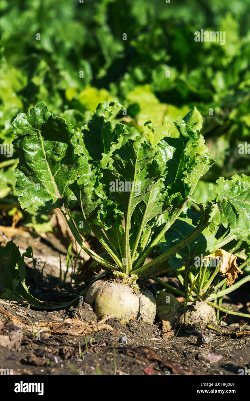 Close up of a turnip and plant in the soil of a garden; Alberta, Canada