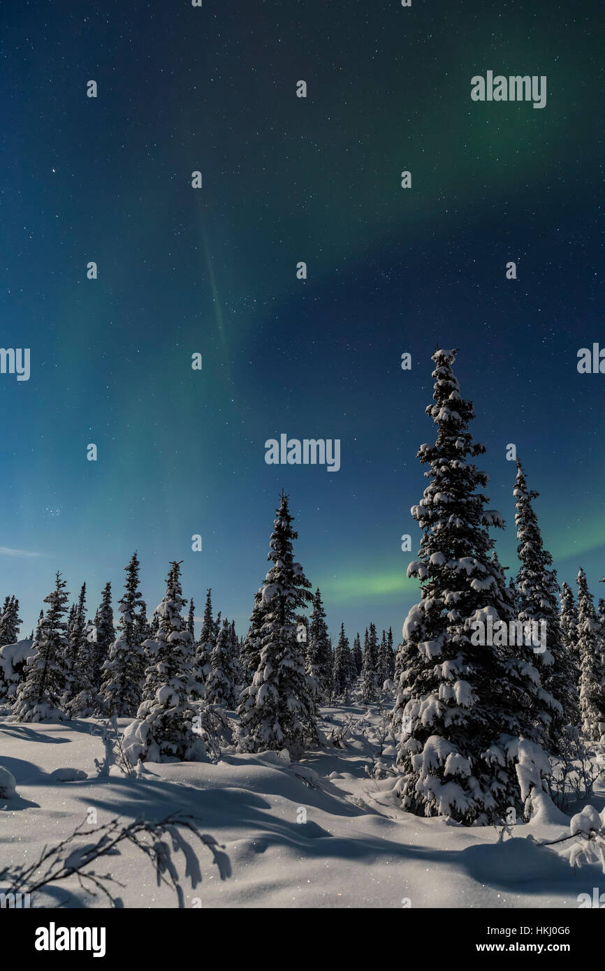 Green Aurora Borealis dances over the tops of snow covered black spruce trees, moonlight casting shadows on a clear winter night, interior Alaska Stock Photo