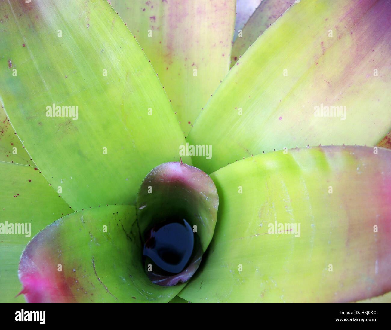 Beautiful green bromeliad plant on nature background Stock Photo