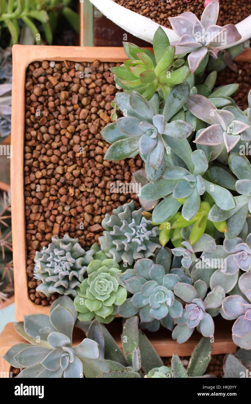 Square Clay Pot of Succulent Plants Stock Photo Alamy