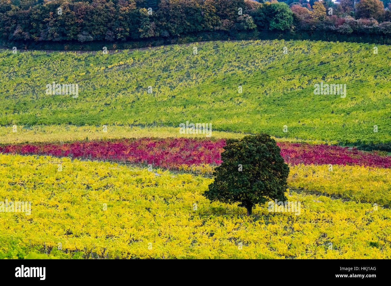 Vineyards in the Surrey countryside in autumn; Dorking, Surrey, England Stock Photo