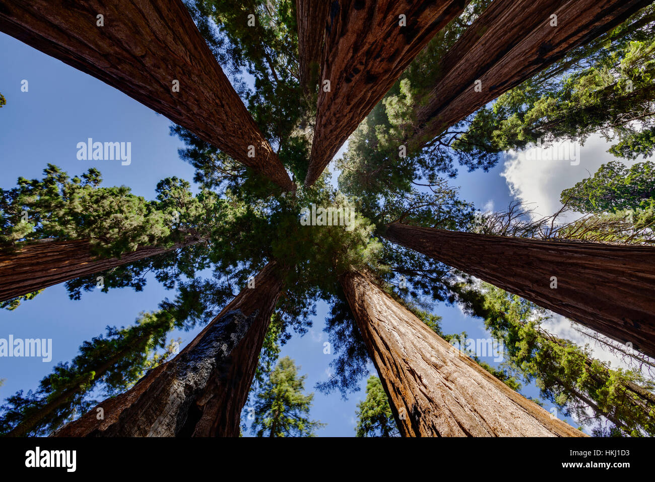 Giant sequoia tree leaf hi-res stock photography and images - Alamy