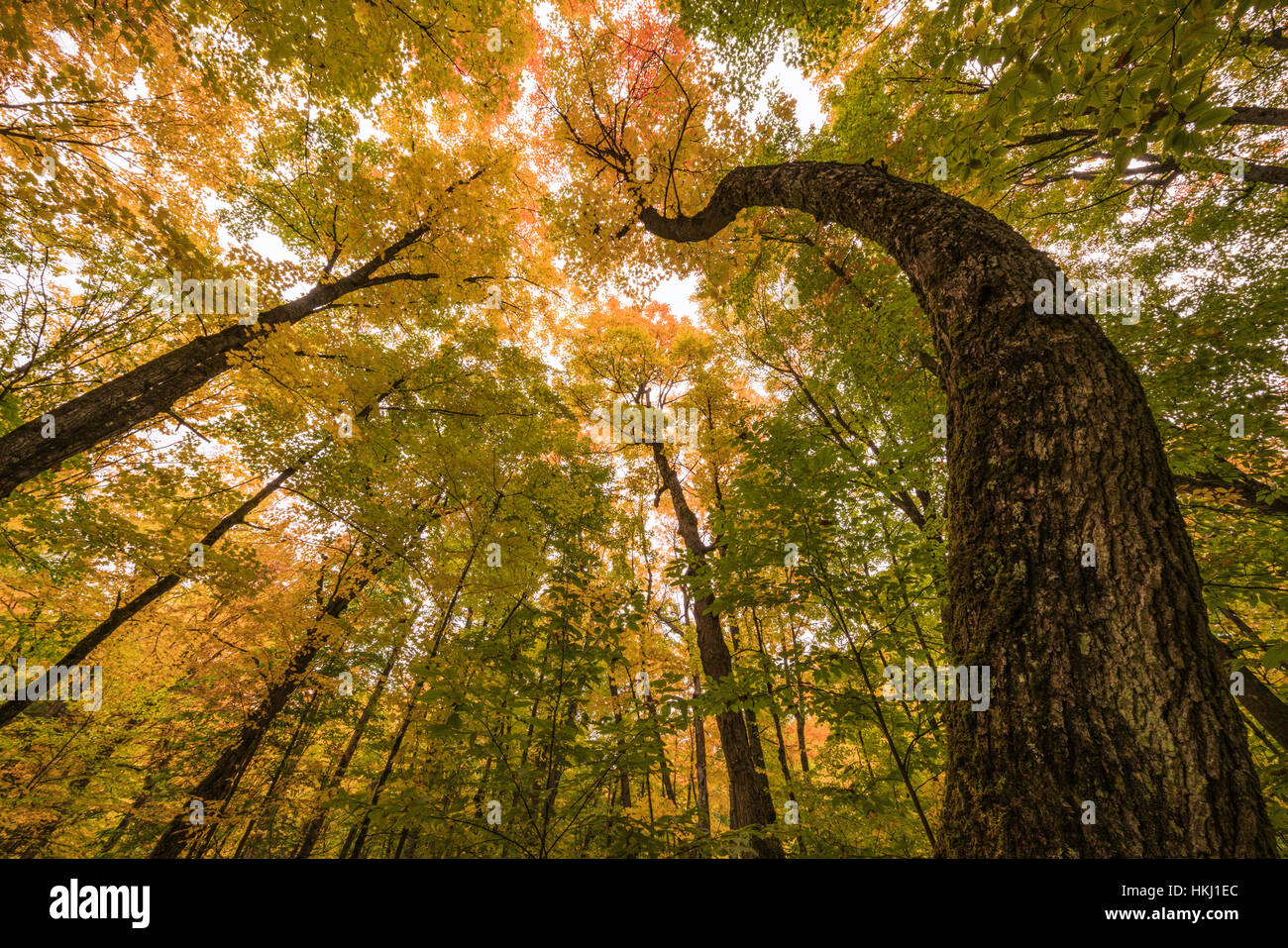 Canopy forest low angle trunk twisted hi-res stock photography and ...