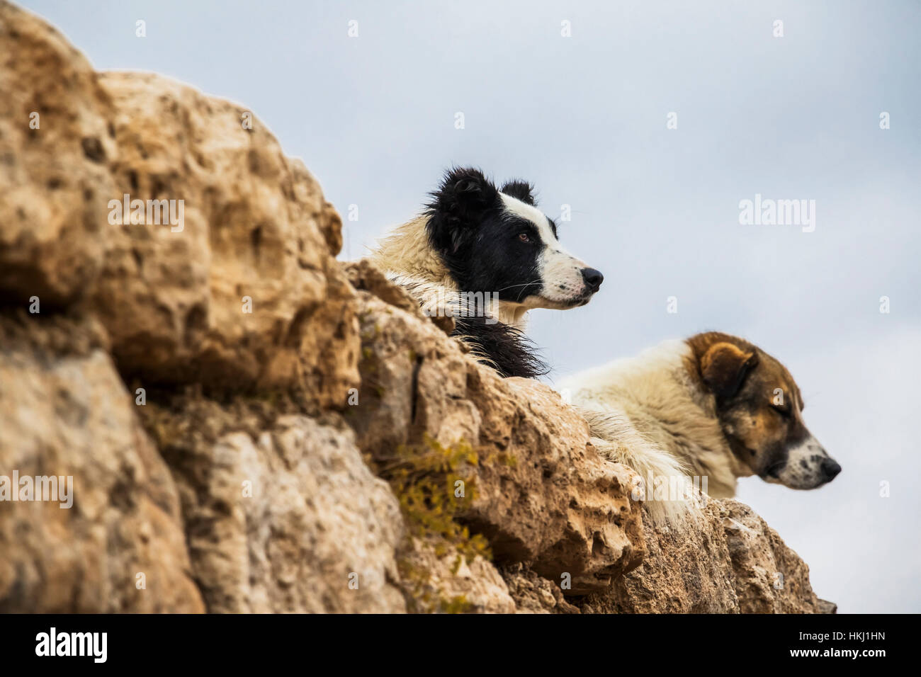 Dogs sitting on a rocky ledge looking out, Takht-e Soleyman; West Azarbaijan, Iran Stock Photo
