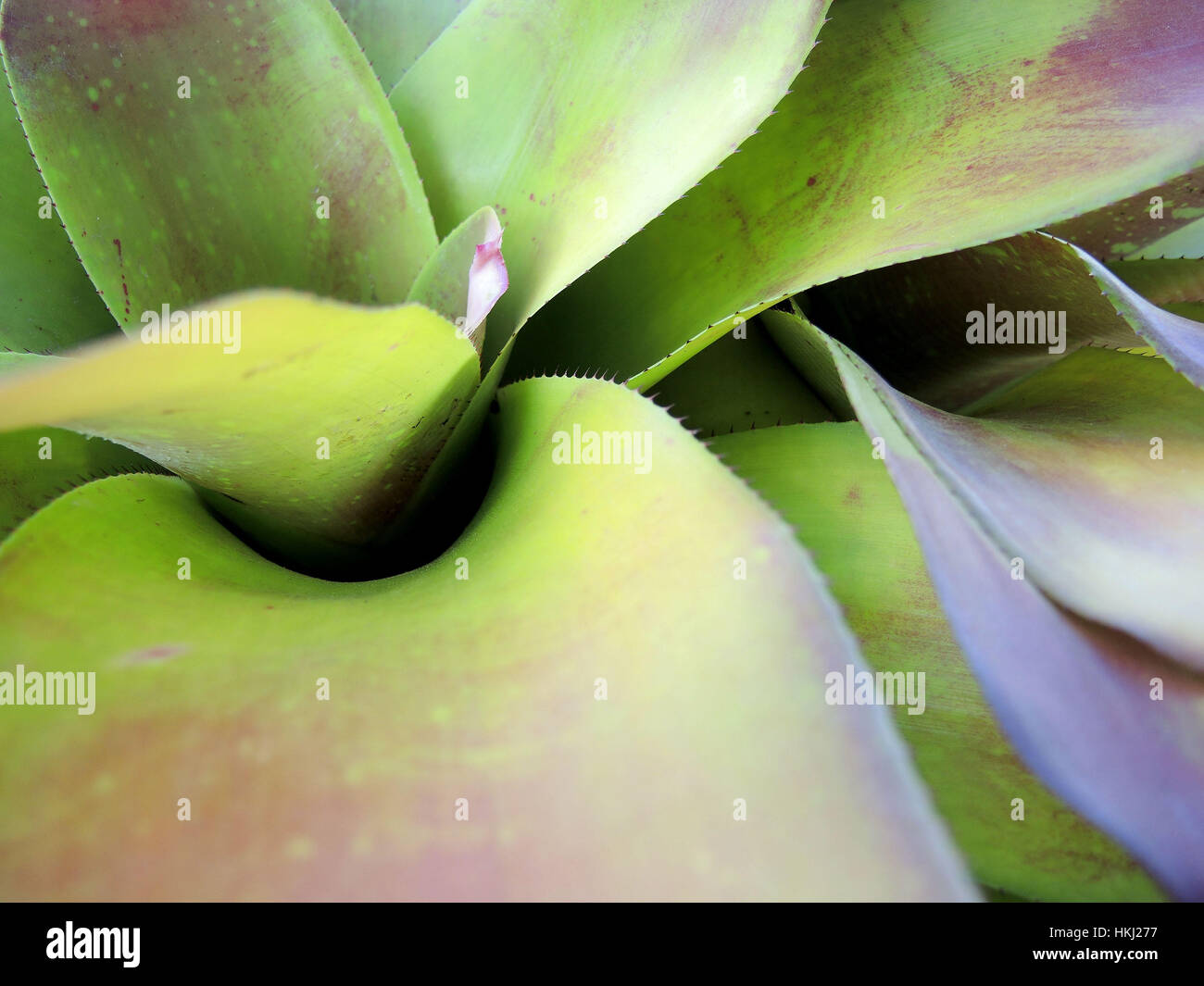 Abstract image of bromeliad plant in the garden Stock Photo
