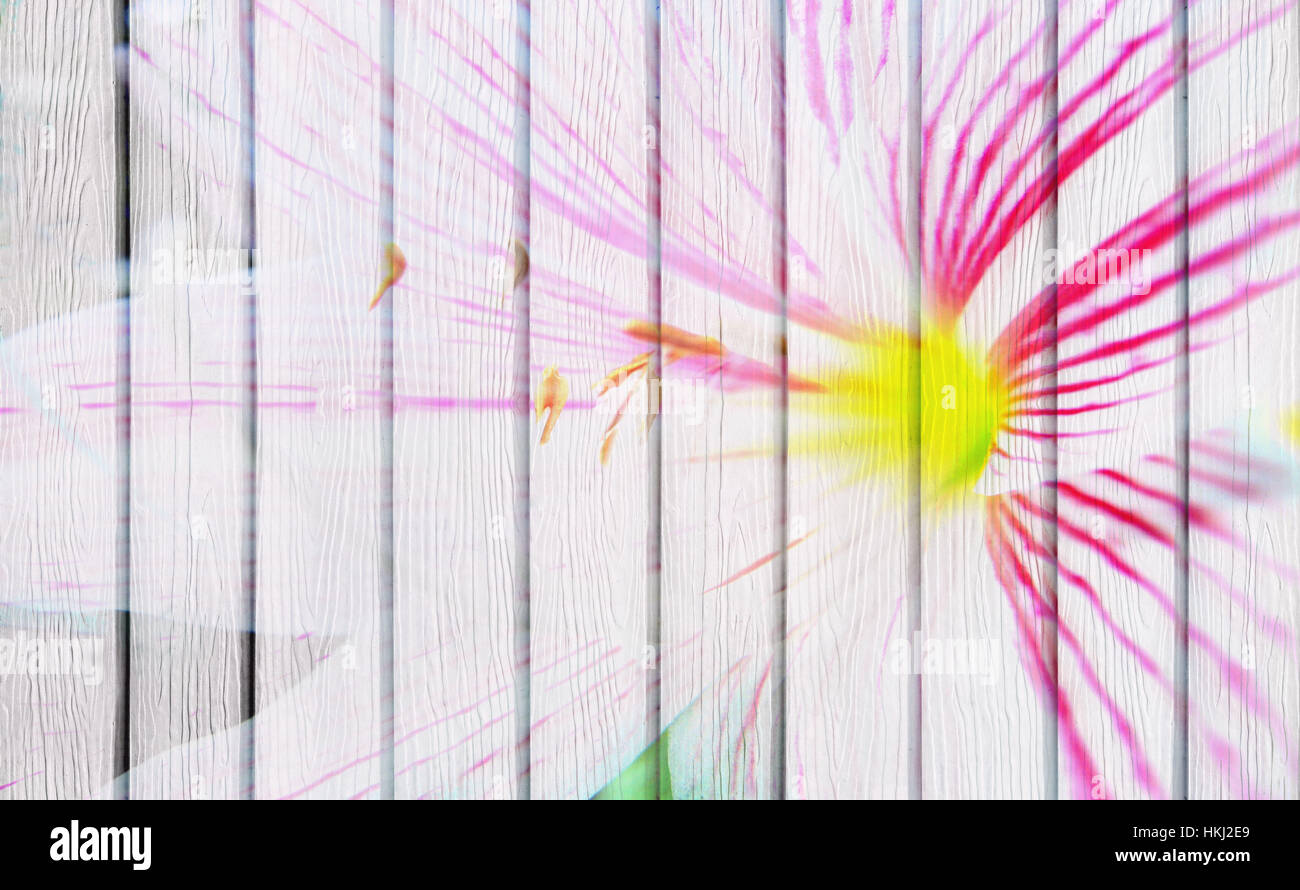 Double wall flower hi-res stock photography and images - Alamy