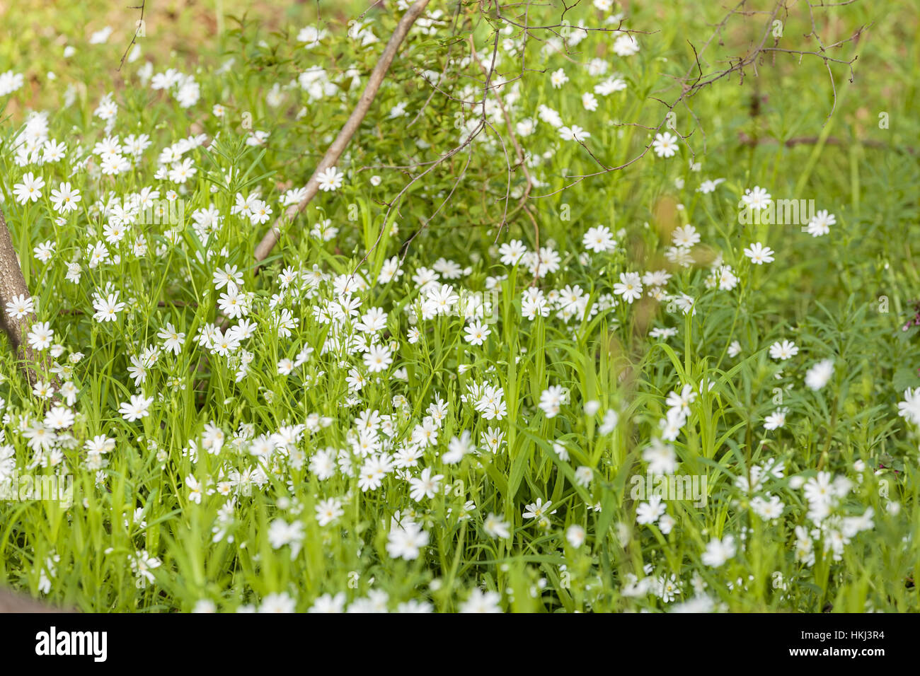 kinds of white flowers in the meadow, note shallow depth of