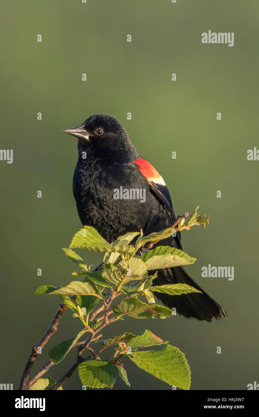 Red-winged blackbird - male Stock Photo