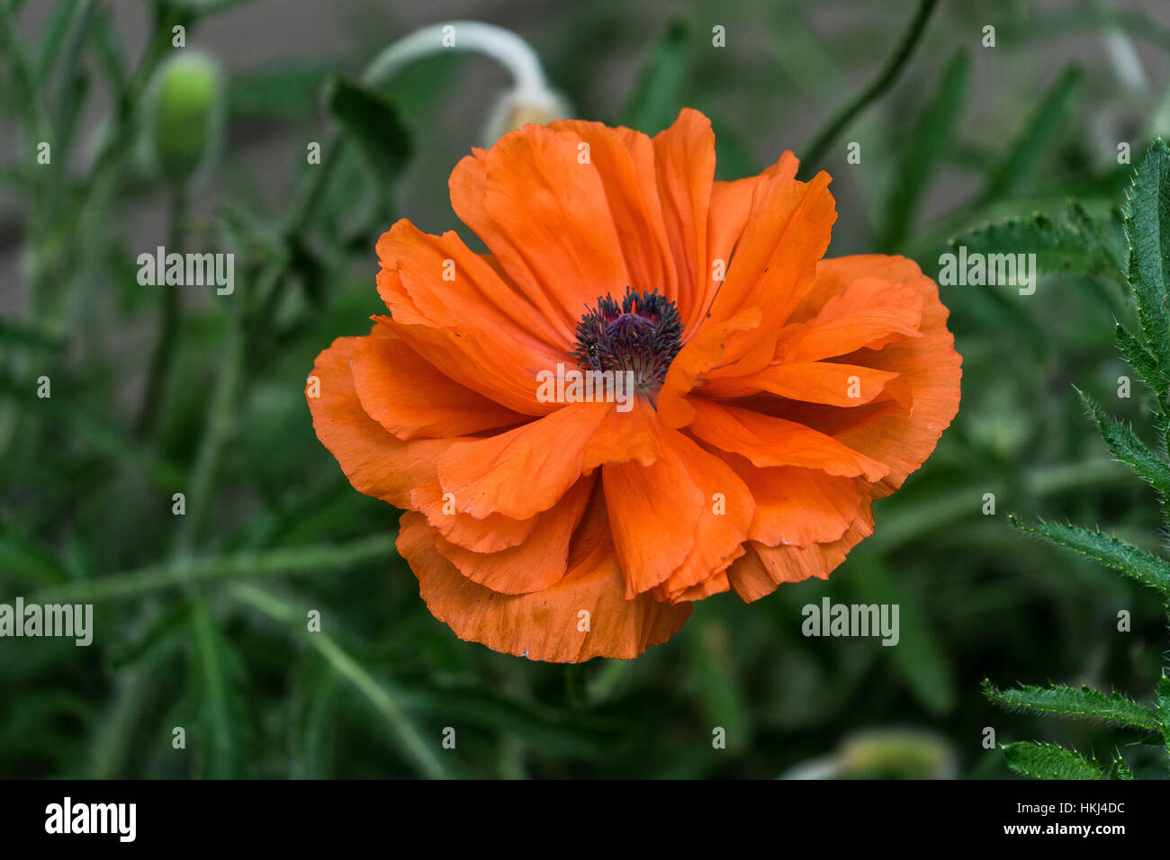 Flowers in Central Alberta, Canada Stock Photo Alamy