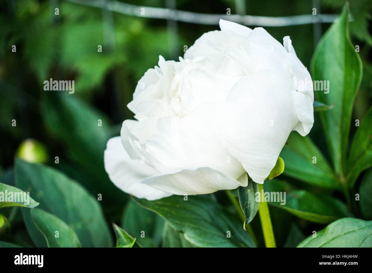 The flowers of Central Alberta, Red Deer, Canada Stock Photo Alamy