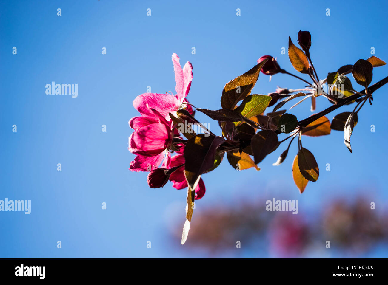 The flowers of Central Alberta, Red Deer, Canada Stock Photo Alamy