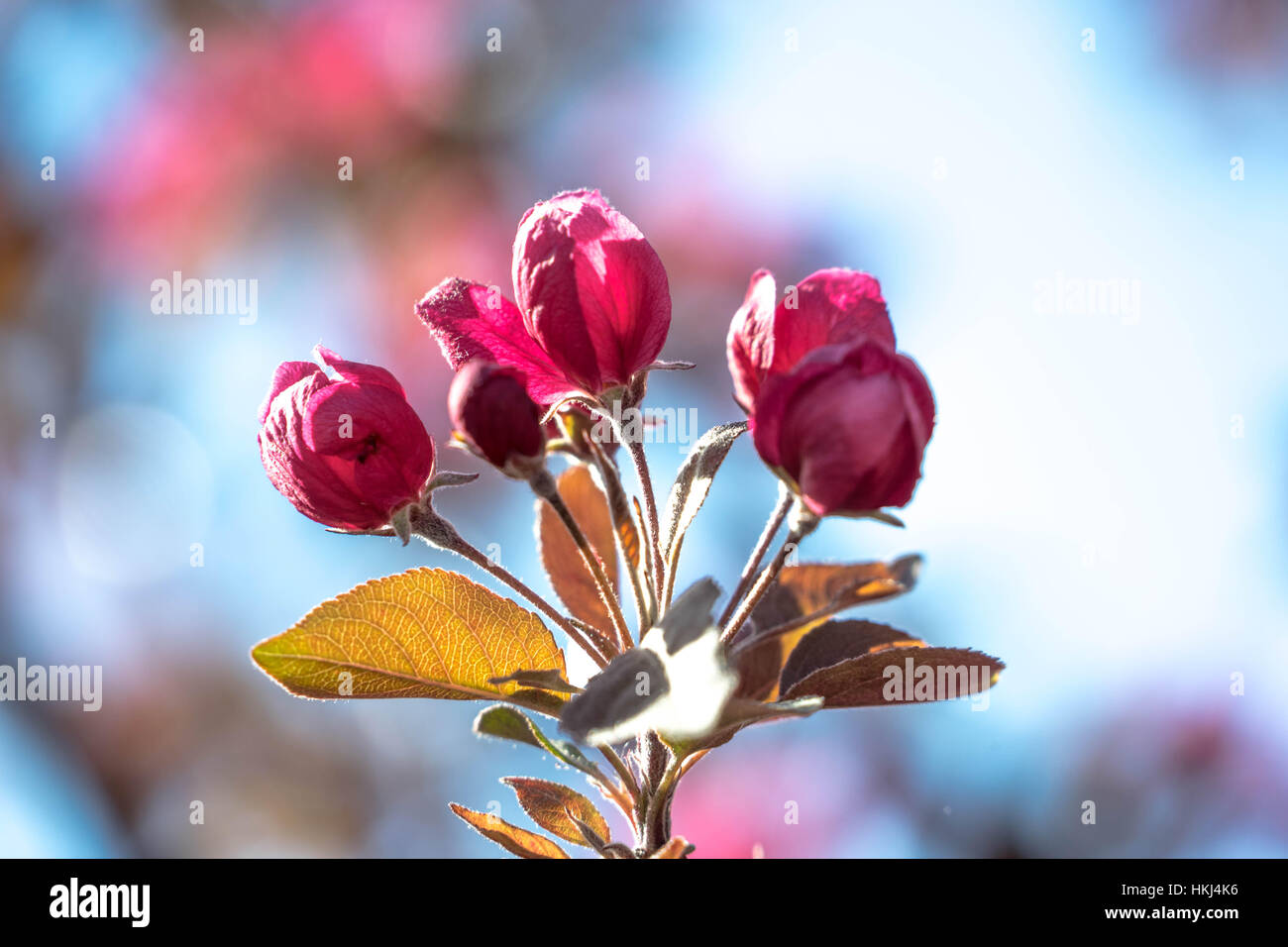 The flowers of Central Alberta, Red Deer, Canada Stock Photo Alamy