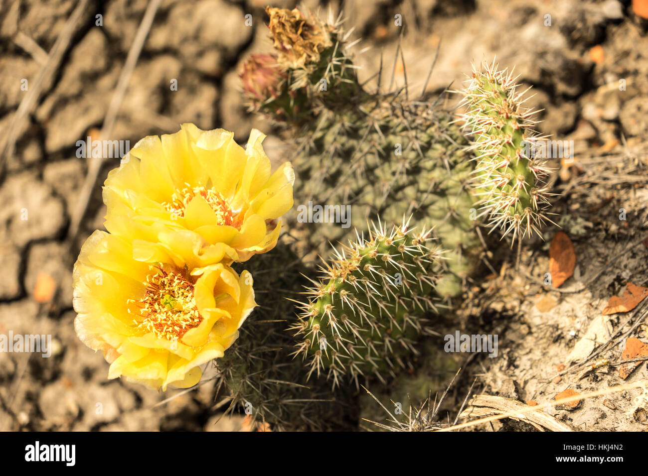 The flowers of Central Alberta, Red Deer, Canada Stock Photo Alamy