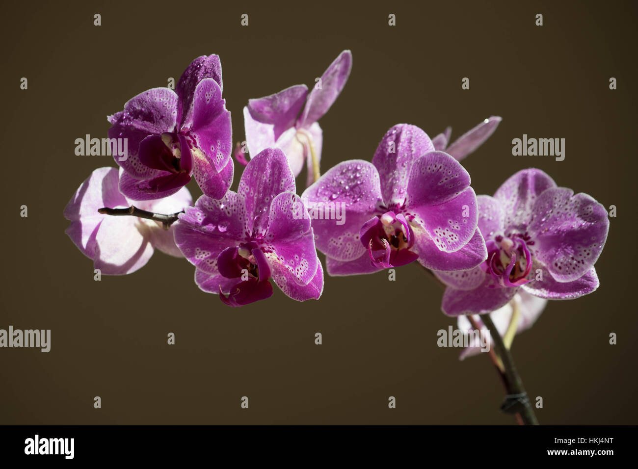 The flowers of Central Alberta, Red Deer, Canada Stock Photo Alamy