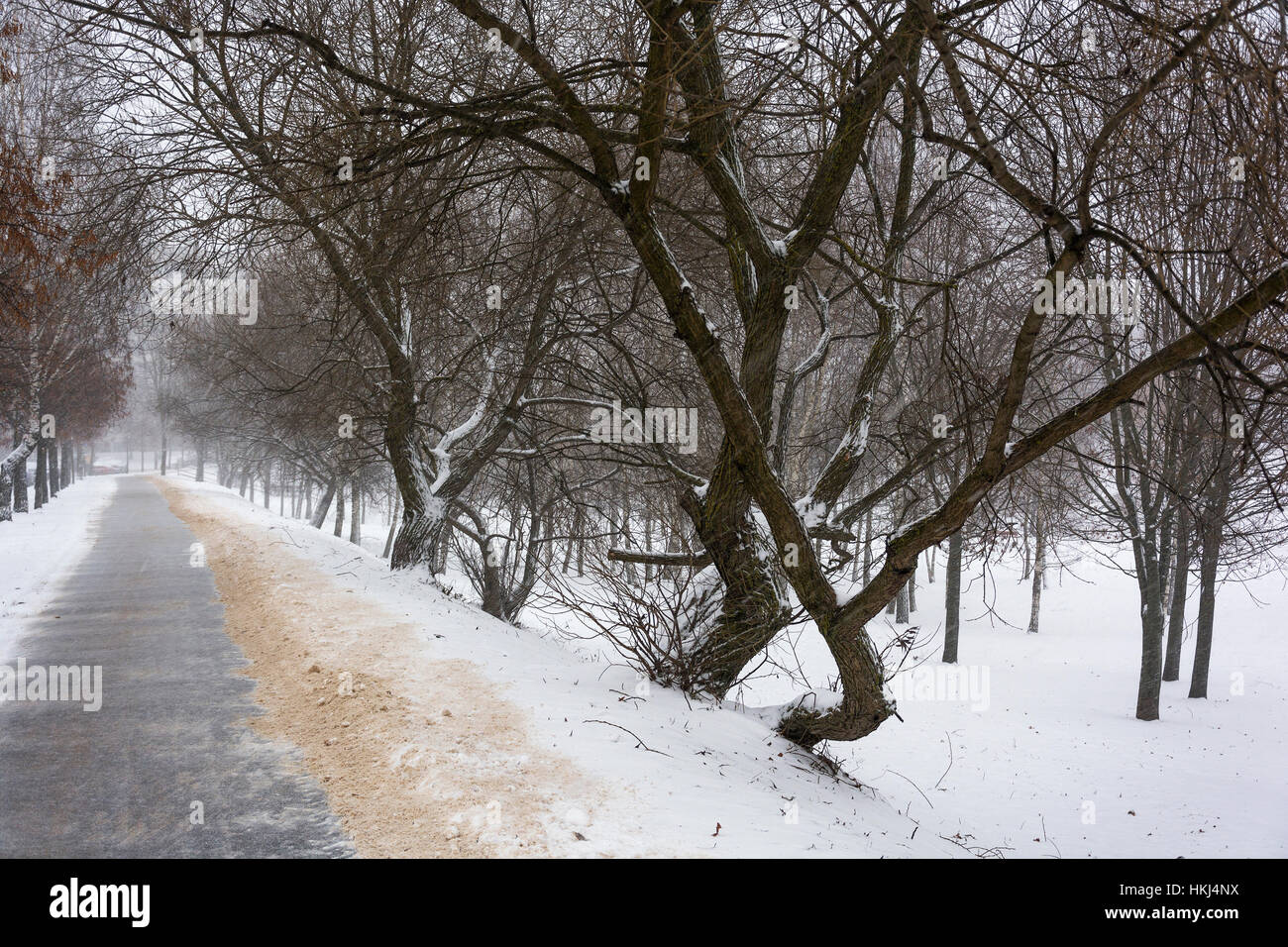 Alley in a public park during a snowfall Stock Photo - Alamy