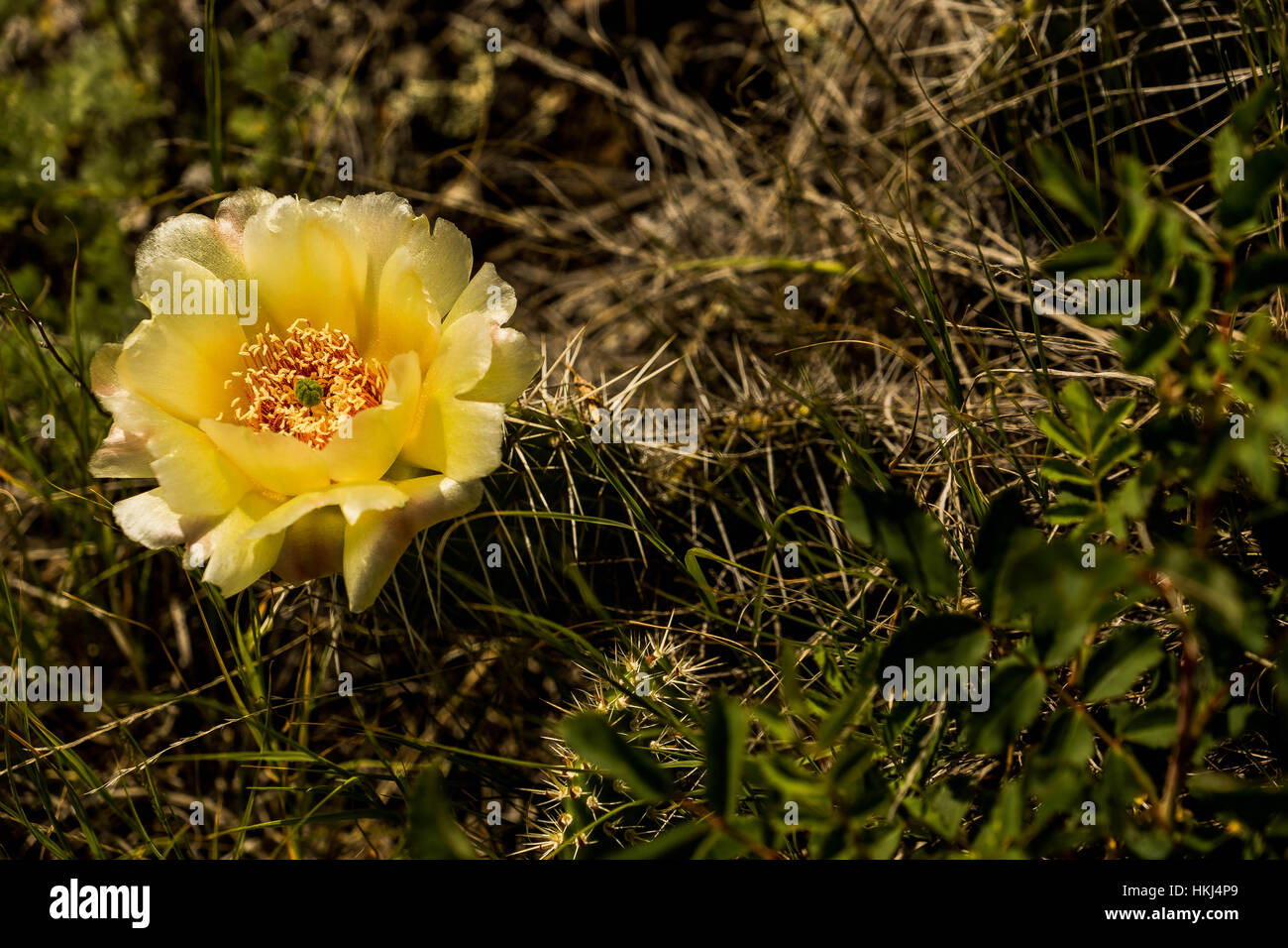 The flowers of Central Alberta, Red Deer, Canada Stock Photo Alamy