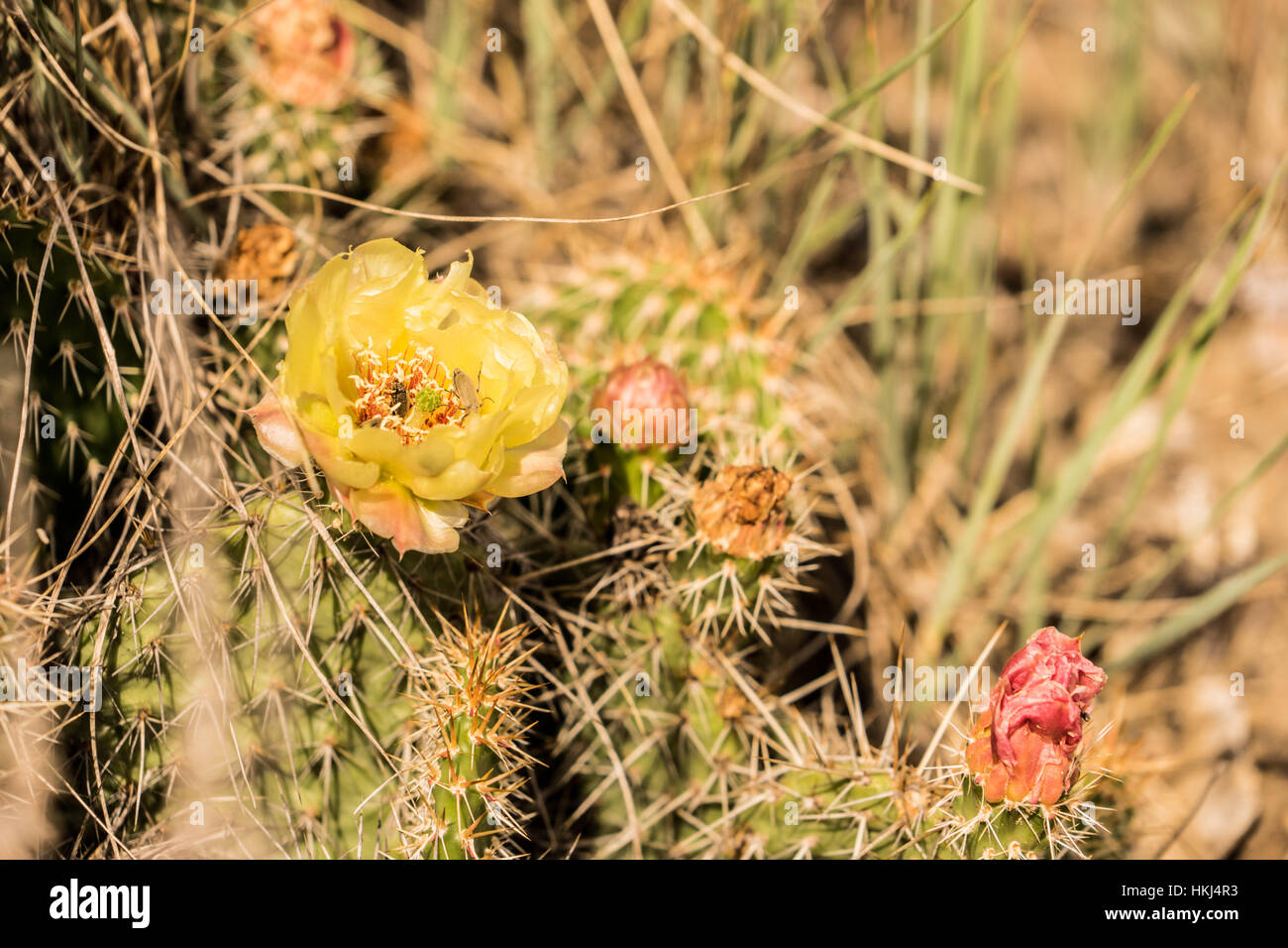 The flowers of Central Alberta, Red Deer, Canada Stock Photo Alamy