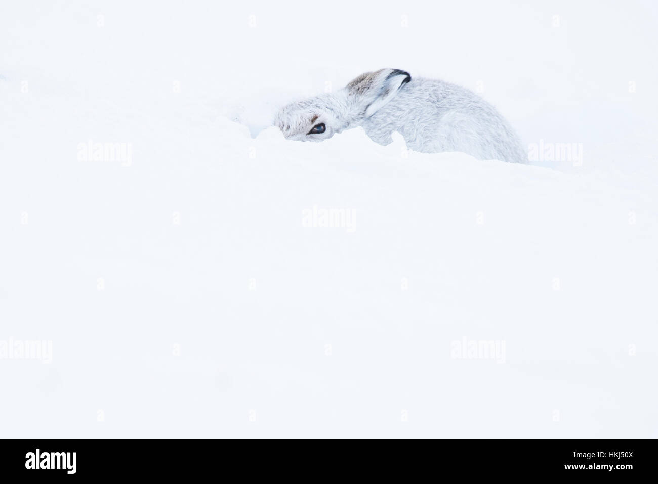 Mountain hare (Lepus timidus) sitting in snow, winter coat, Cairngroms