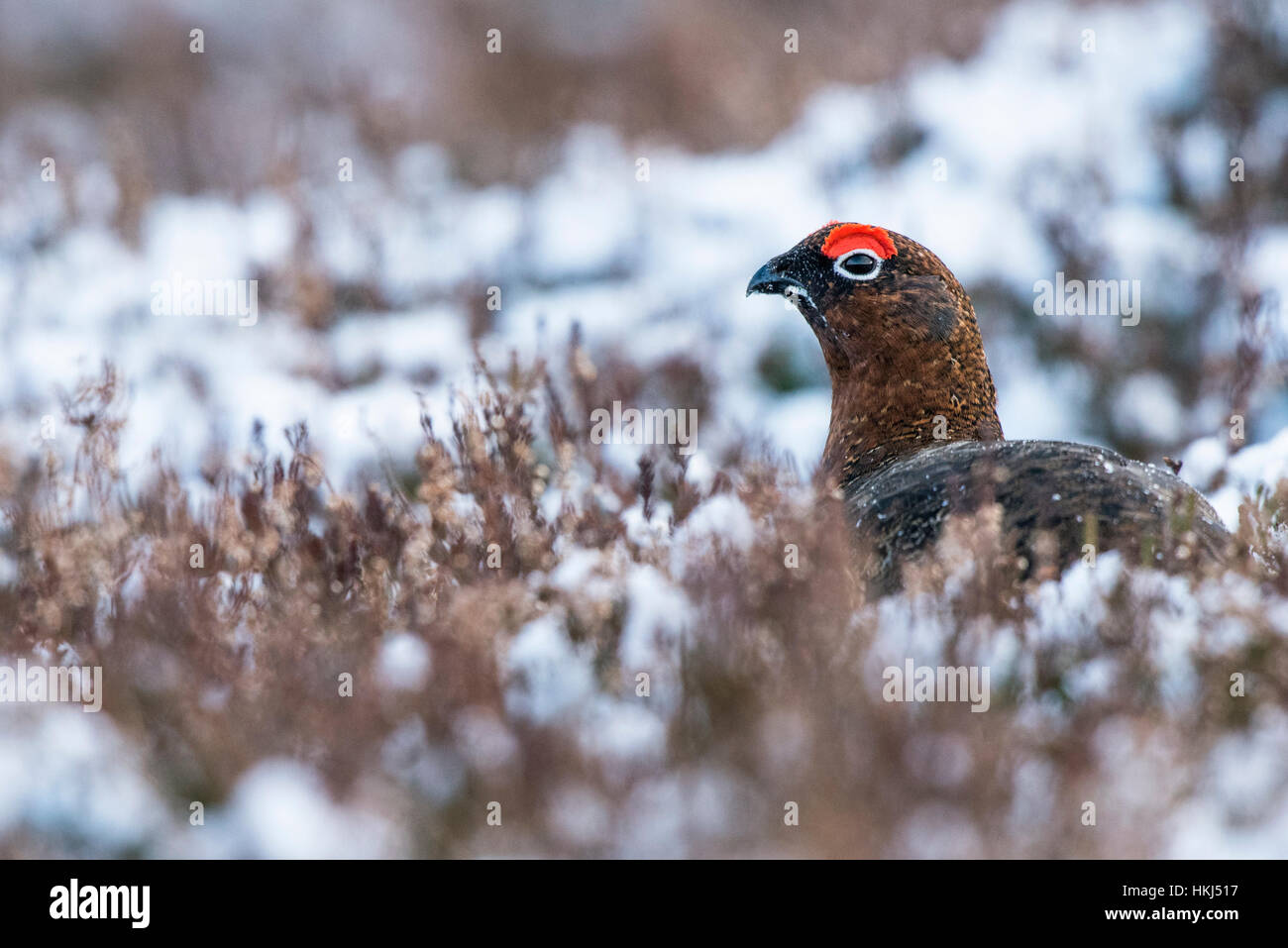 Red grouse (Lagopus lagopus scotica) in heathland with snow, Cairngorms National Park, Scottish Highlands, Scotland Stock Photo