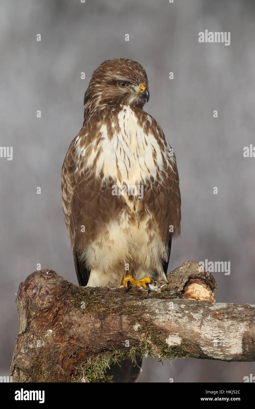 Common buzzard (Buteo buteo) on tree trunk, Allgäu, Bavaria, Germany Stock Photo