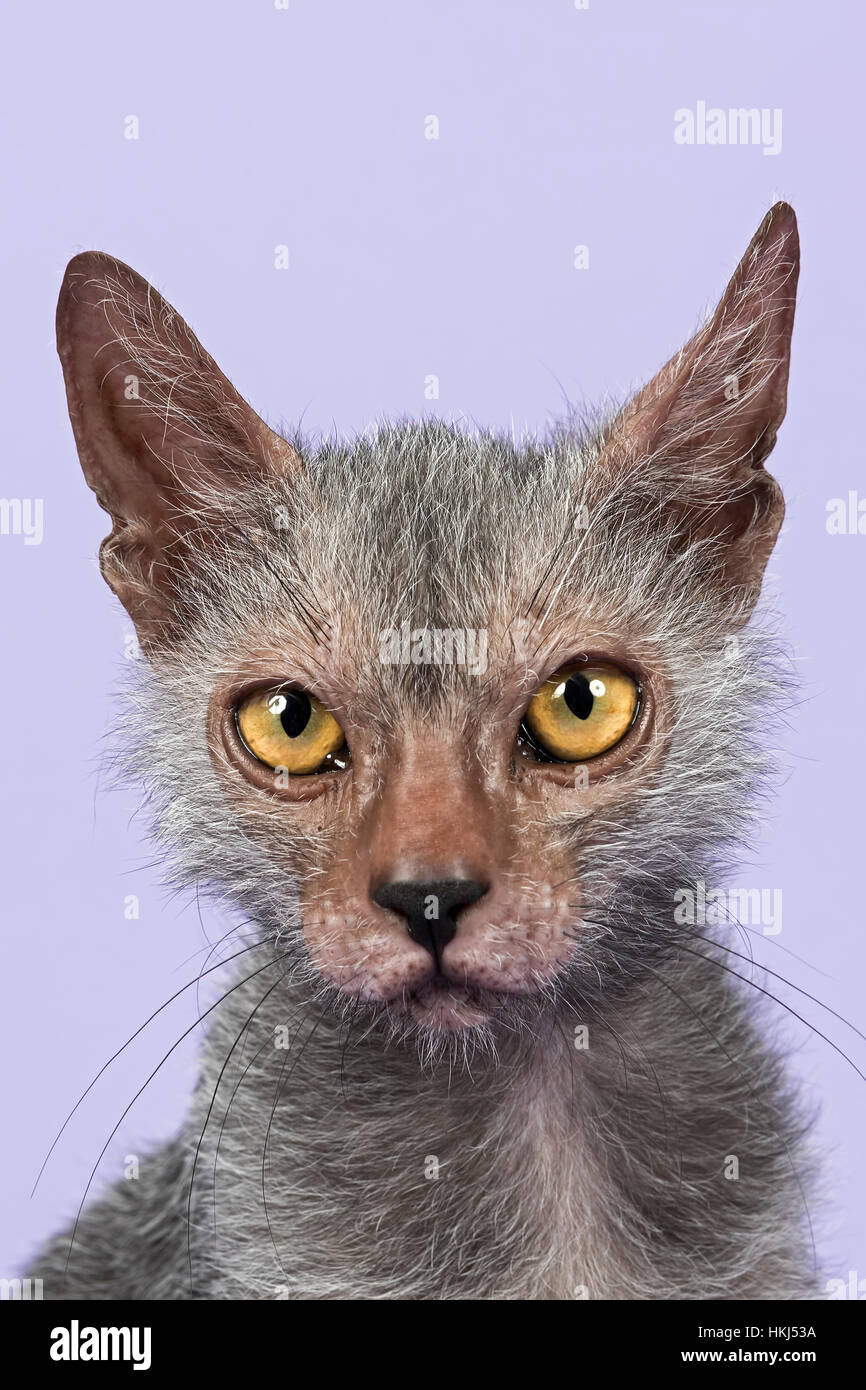 Werwolfkatze (Lykoi, Felis Silvestris Catus) Kitten, Alter 6 Monate Stock Photo