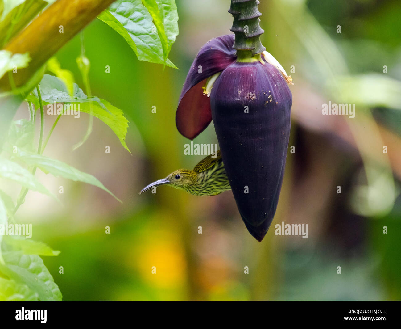 Streaked spiderhunter (Arachnothera magna) on banana blossom (Arachnothera magna), Kaeng Krachan National Park, Phetchaburi Stock Photo