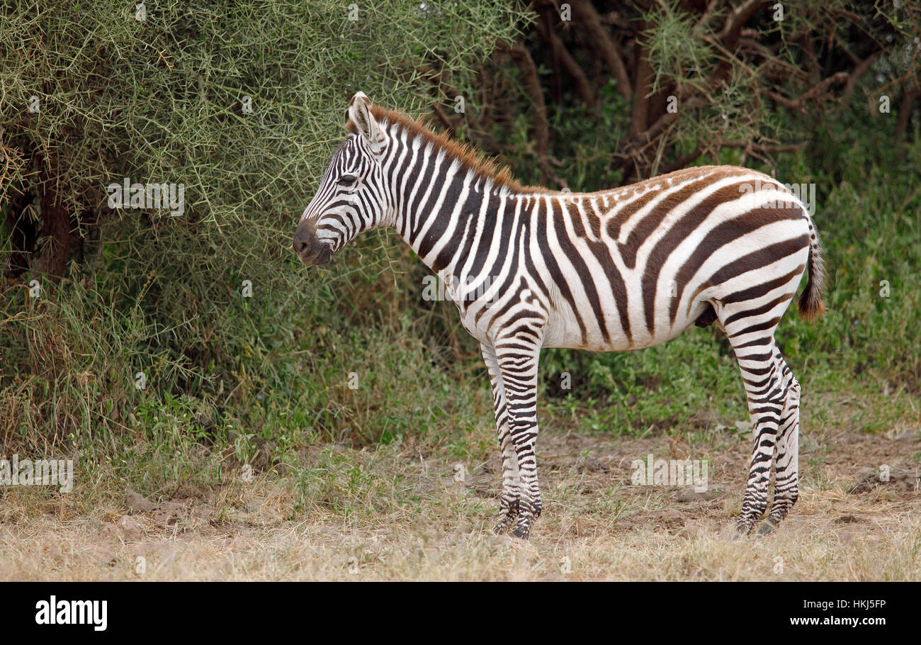 Plains zebra (Equus quagga), Amboseli National Park, Kajiado County, Kenya Stock Photo