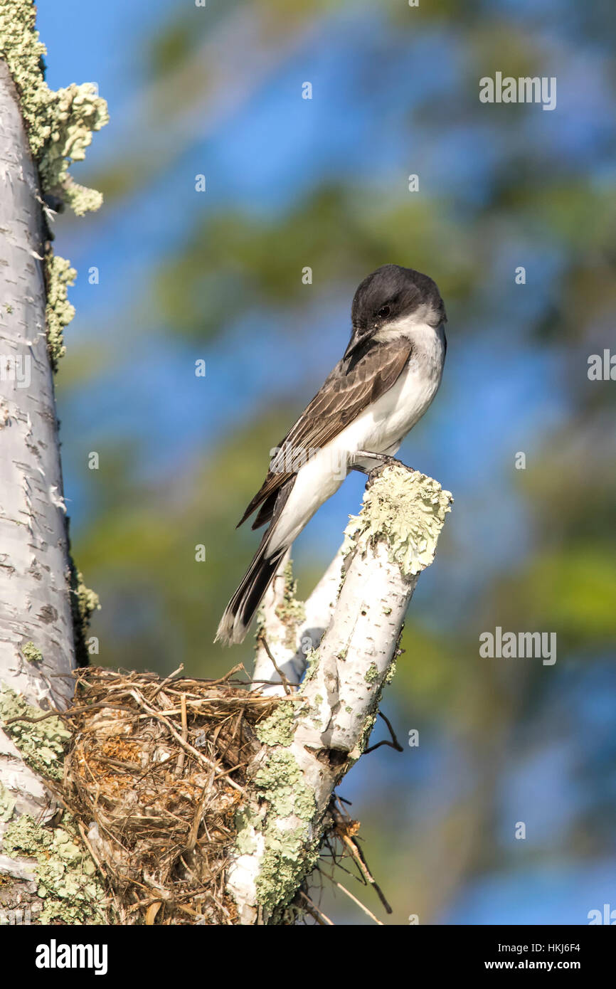 Kingbird nesting hires stock photography and images Alamy