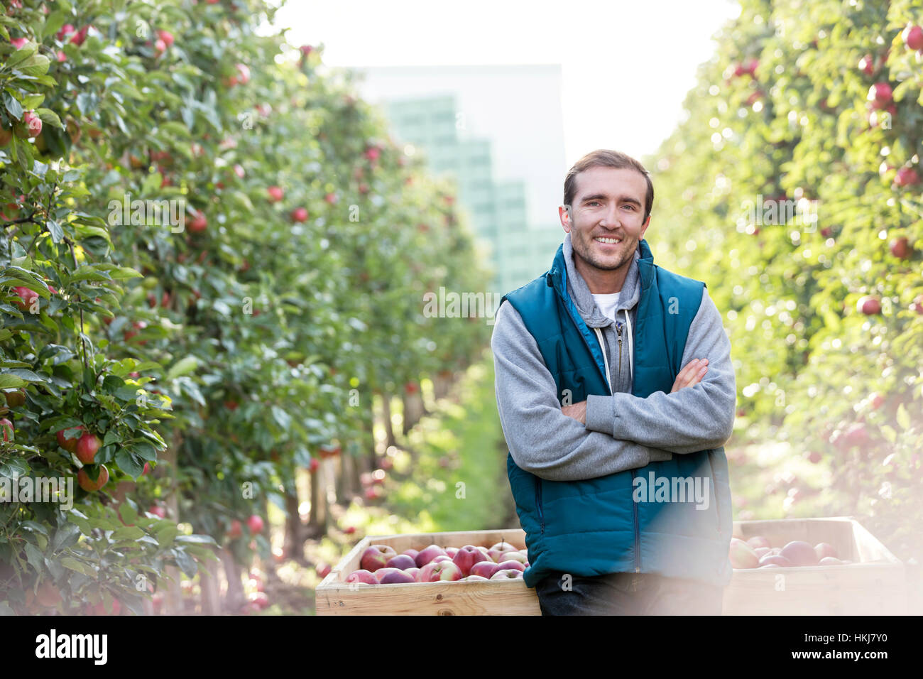 Portrait smiling male farmer harvesting in apple orchard Stock Photo