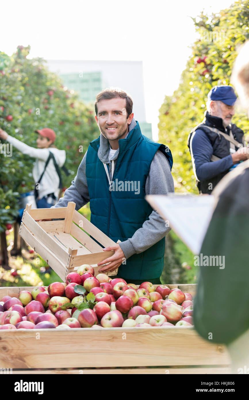 Portrait smiling male farmer emptying harvested red apples into bin in orchard Stock Photo