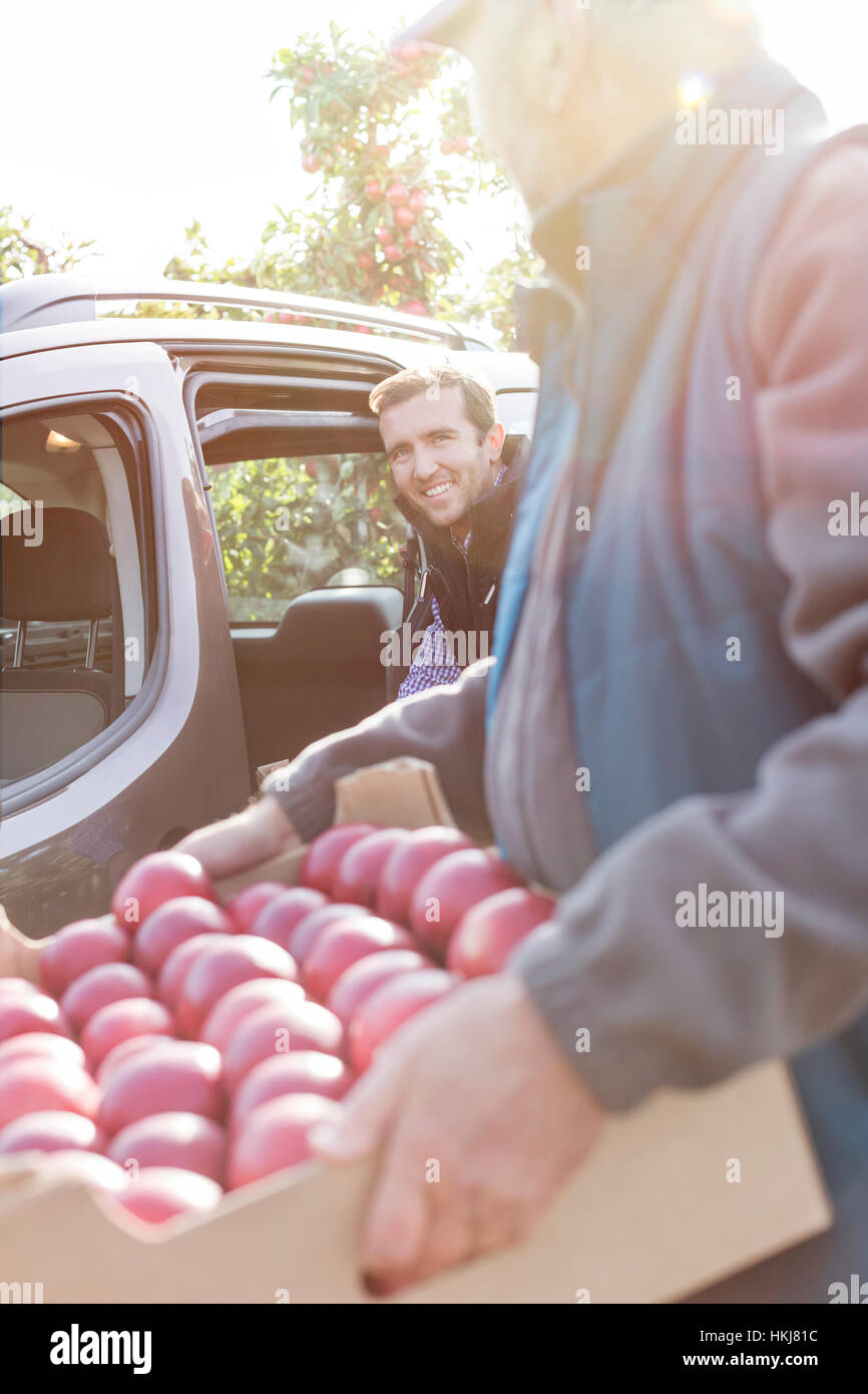 Male farmers loading red apples into car in sunny orchard Stock Photo
