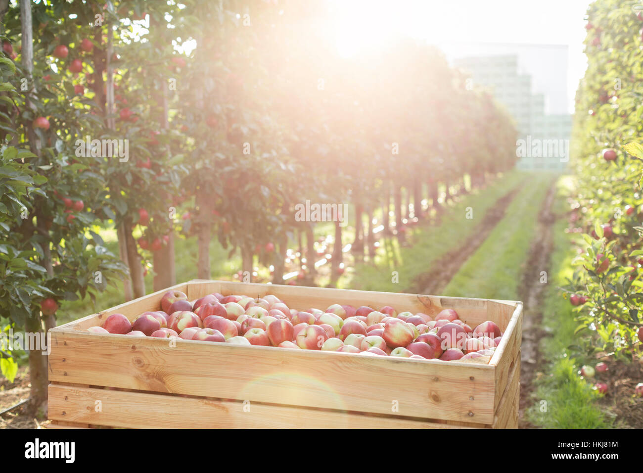 Red apples in bin in sunny orchard Stock Photo