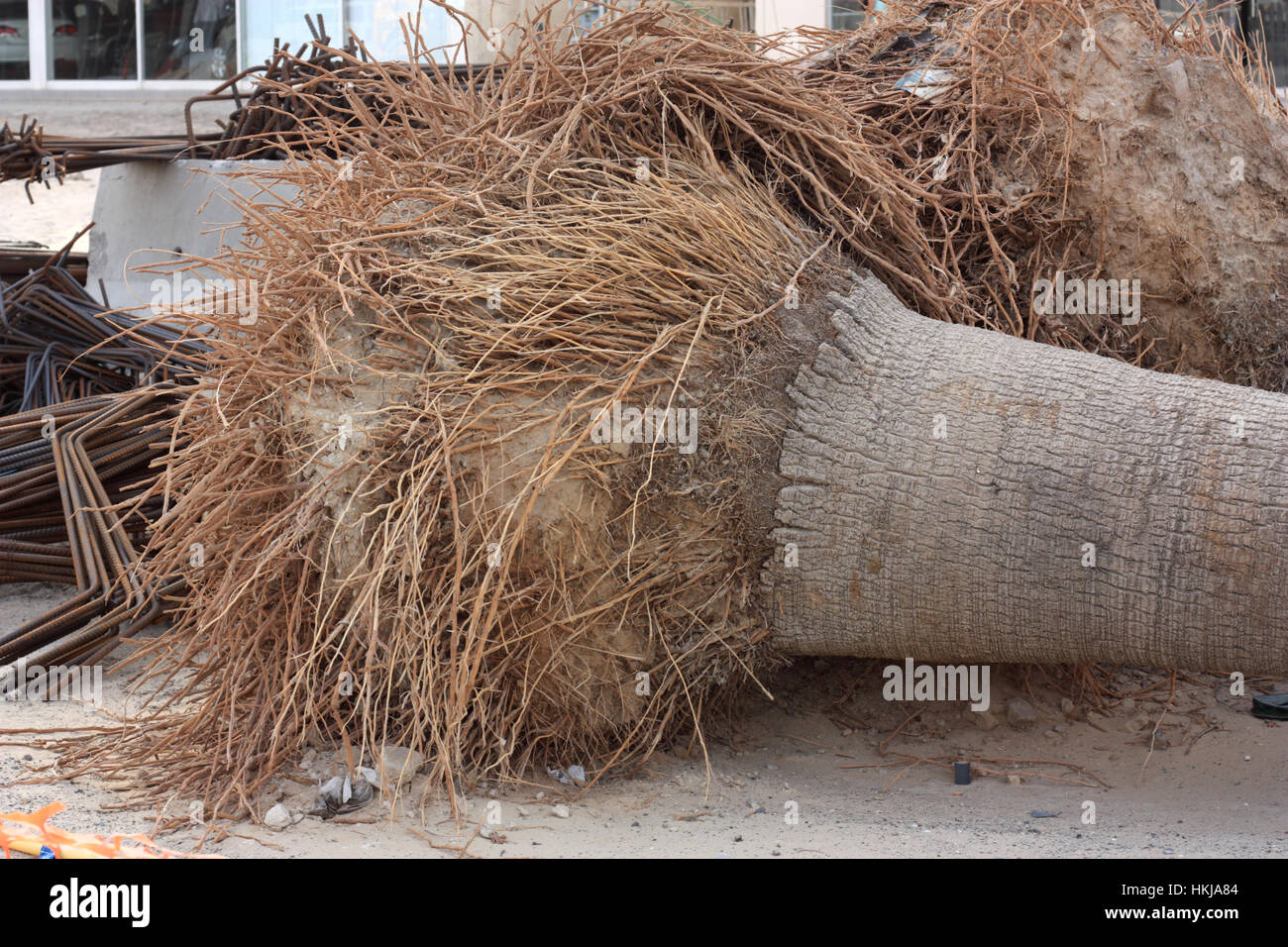 Root of Dead palm tree on the site Stock Photo